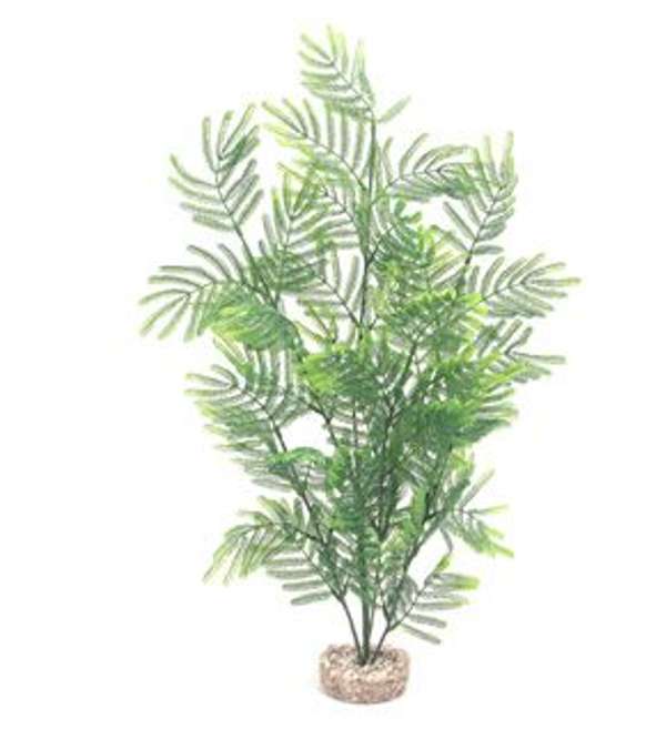 Rosewood Feather Fern