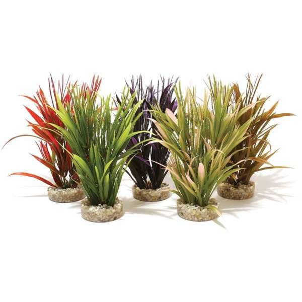 Rosewood Sword Plant Coloured
