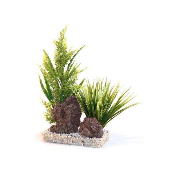 Rosewood Aloe Vera Aquaplant With Rocks