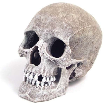Rosewood Life-Like Human Skull