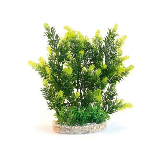 Rosewood Aqua Plant Hedge