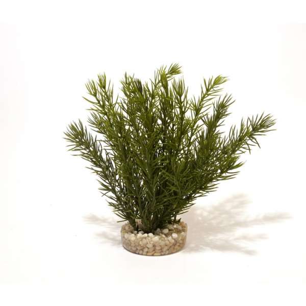 Rosewood Club Moss