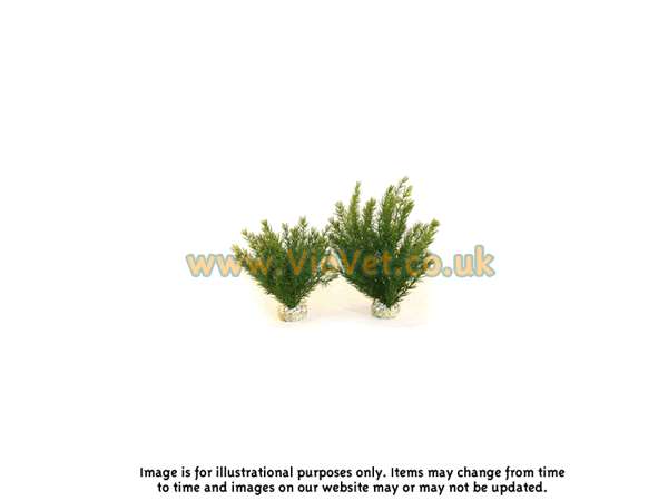 Rosewood Club Moss