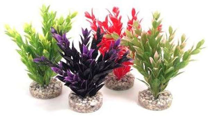 Rosewood Fiesta Ruscus